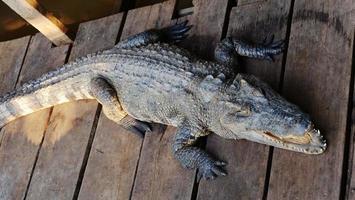 krokodil i tonle sap sjö i Siem Reap, Kambodja. foto