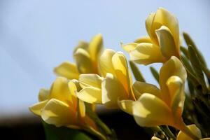 skön gul plumeria blomma, de plumeria eller frangipani är en blommande växt foto