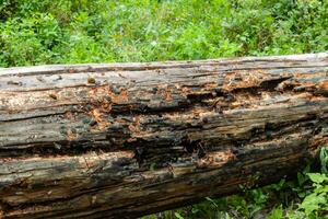 gammal trä logga textur i de skog foto