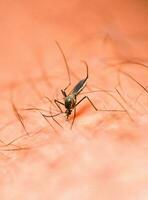 mygg är matning på mänsklig hud blod. mygg är transportörer av dengue feber och malaria. dengue feber är mycket förhärskande under de regnig säsong. foto