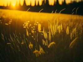 ai genererad abstrakt mjuk fokus solnedgång fält landskap av gul blommor och gräs äng värma gyllene timme solnedgång soluppgång tid. lugn vår sommar natur närbild och suddig skog bakgrund. foto