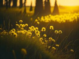 ai genererad abstrakt mjuk fokus solnedgång fält landskap av gul blommor och gräs äng värma gyllene timme solnedgång soluppgång tid. lugn vår sommar natur närbild och suddig skog bakgrund. foto