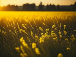 ai genererad abstrakt mjuk fokus solnedgång fält landskap av gul blommor och gräs äng värma gyllene timme solnedgång soluppgång tid. lugn vår sommar natur närbild och suddig skog bakgrund. foto