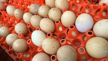 korg av kyckling ägg på en tabell över bruka i de landsbygden, friska organisk ägg foto