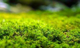 friskhet grön mossa som växer på golvet med vattendroppar i solljuset foto