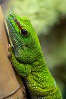 madagaskar jätte dag gecko, felsuma grandis foto