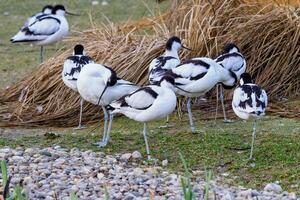 flock av pied avocets, svart och vit vadare fågel foto