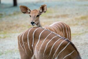 mindre kudu, tragelaphus imberbis, små antilop foto