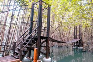 trä- bro för gångväg i de mangrove natur studie väg skog foto