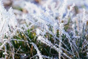 gräs täckt med frost i vinter- foto