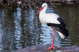 vit stork står på en sten foto