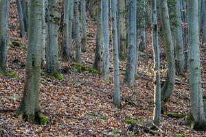 bok skog, se av bok träd stammar. foto