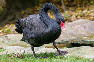 elegant svart svan promenader runt om de damm, cygnus atratus. foto