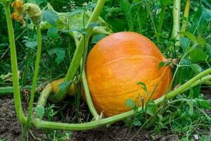 hokkaido pumpa i trädgård. växande hokkaido pumpa på en vegetabiliska trädgård. foto