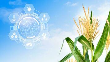 majs fröplanta i kultiverad jordbruks fält med infografik, smart jordbruk och precision lantbruk med visuell ikon, digital teknologi lantbruk och smart jordbruk begrepp. foto