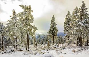 snöat i iskalla granar landskap brocken mountain harz tyskland foto