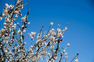 en träd blommar mot en blå himmel foto