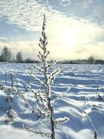 skön snötäckt kvist av gräs i vinter- foto