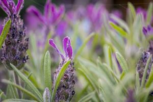 makro närbild skott av lavendel- fält foto