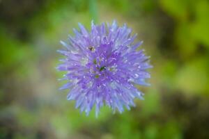 över huvudet skott av blommande gräslök foto