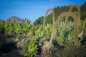 fält med rävsvans agave växter med blommor skapande ett båge foto