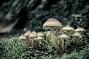 hypholoma fasciculare, också känd som de svavel tofs eller klustrade träälskare, är en allmänning skog svamp. foto