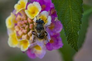 bi äter nektar på en levande och färgrik närbild av en lantana camara dekorativ blomma i de trädgård foto