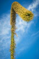 se på en rävsvans agave blomma, eller latin namn agave attenuata. också kallad lejonets berättelse eller svanens nacke agave foto
