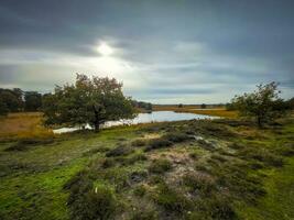 se på zandbergsvennen i kampina natur boka nära Oisterwijk, nederländerna foto