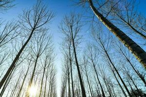 en skog av bar träd med de Sol lysande genom foto
