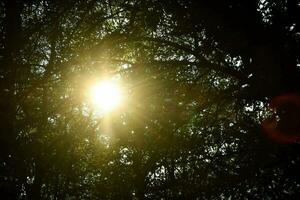 de Sol lyser genom de träd i de skog foto