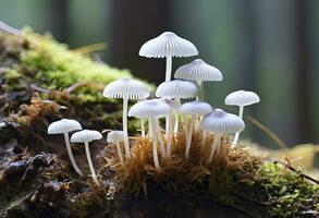 ai genererad hemimycena arter mairei. ai genererad. foto