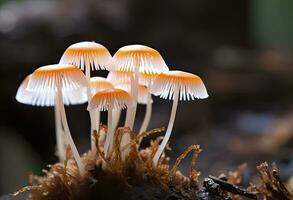 ai genererad hemimycena arter mairei. ai genererad. foto