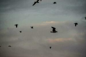 en flock fåglar som flyger i himlen foto