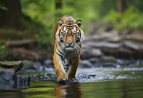 ai genererad amur tiger gående i de vatten. farlig djur. djur- i en grön skog ström. generativ ai foto