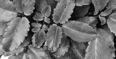 abstrakt Foto av de växt bryophyllum pinnatum eller kalanchoe pinnata är en traditionell medicinsk växt Begagnade i etnomedicinskt öva för de behandling av njure stenar och urin- tarmkanalen