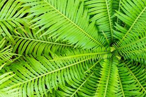 frodig grön blad textur bakgrund, naturens invecklad detaljer, perfekt för eko-tema mönster och vibrerande koncept.fängslande grön blad textur bakgrund. foto