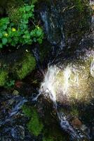 grön mossa på sten i alpina ström foto