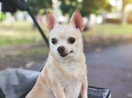 Lycklig brun kort hår chihuahua hund stående i sällskapsdjur sittvagn i de parkera. ser nyfiket. foto