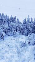 fri Foto tall träd täckt förbi snö på berg skön vinter- landskap av bergen