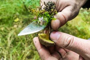 närbild av en svamp plockarens händer skärande en xerocomus svamp. foto