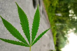 närbild grön cannabis växt med löv. foto
