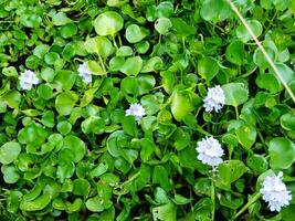 vatten hyacint blommor eller eichhornia crassipes blommor är en typ av flytande vatten- växt, trakeofyta, pistia stratioter, lemnoideae. foto