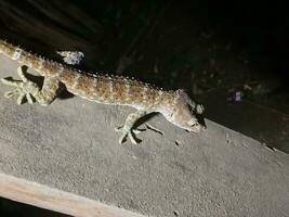 träd gecko stenodactylus petrii ser för mat, poho gecko. närgångna träd gecko stenodactylus petrii. foto