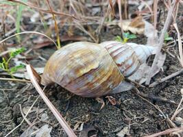 snigel skal eller lissachatina fulica är landa sniglar som tillhör till de achatinidae familj. foto