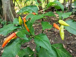 se av många Tabasco peppar spansk peppar frutescens eller chili paprikor på träd grenar med grön löv natur bakgrund. foto