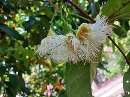 de reste sig guava blomma har de vetenskaplig namn syzygium jambos. detta guava frukt har en stark arom tycka om rosor. foto