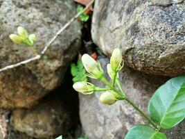 skön vit jasmin blomma eller jasminum sambac med naturlig trädgård bakgrund. de blomma med de vetenskaplig namn jasminum sambac. foto