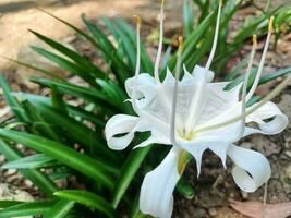 skön makro se av hymenocallis coronaria blomma på naturlig bakgrund. de klippig stim Spindel lilja är blomning. foto