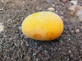 färsk och skön mango frukt på landa bakgrund. mango frukt på landa bakgrund. foto